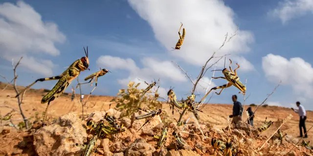 Young desert locusts that have not yet grown wings jump in the air as they are approached, as a visiting delegation from the Food and Agriculture Organization (FAO) observes them, in the desert near Garowe, in the semi-autonomous Puntland region of Somalia. 